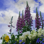 Garden flowers in spring